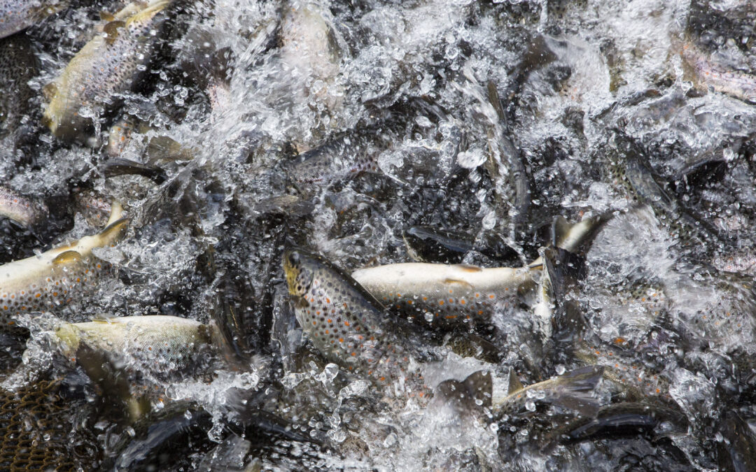 Fischereiverein Weiden – Bachforellen Besatz 2024 zusammen mit Fischzucht Stier